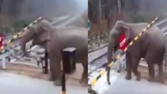 Elephant lifts level crossing gate to cross railway tracks, people are concerned Elephant lifts level crossing gate to cross railway tracks, people are concerned