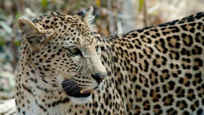 Two arrested with leopard skins worth Rs 10 lakh kpm Two arrested with leopard skins worth Rs 10 lakh kpm