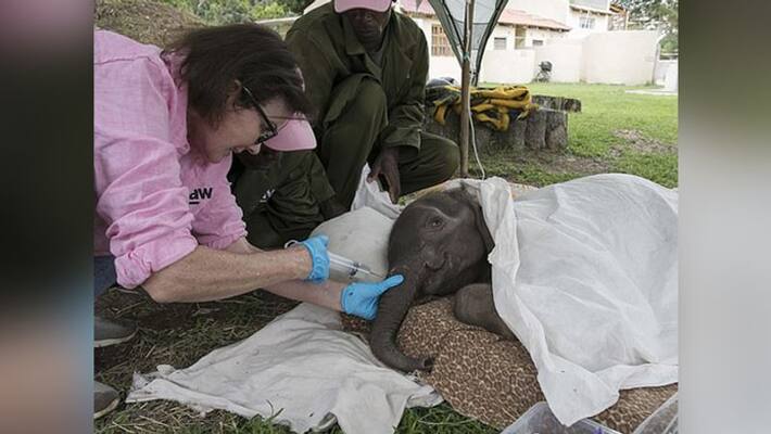 Amazing transformation of two baby elephants rescued in Zimbabwe kph Amazing transformation of two baby elephants rescued in Zimbabwe kph