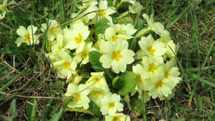 This plant can recognize sounds and communicate with beetles and bees This plant can recognize sounds and communicate with beetles and bees
