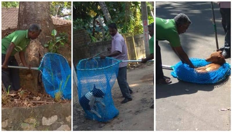 Trivandrum Corporation to use Nets instead of Loops to catch dogs for sterilization