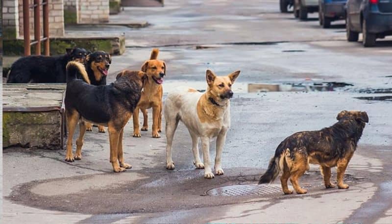 Trivandrum Corporation to use Nets instead of Loops to catch dogs for sterilization