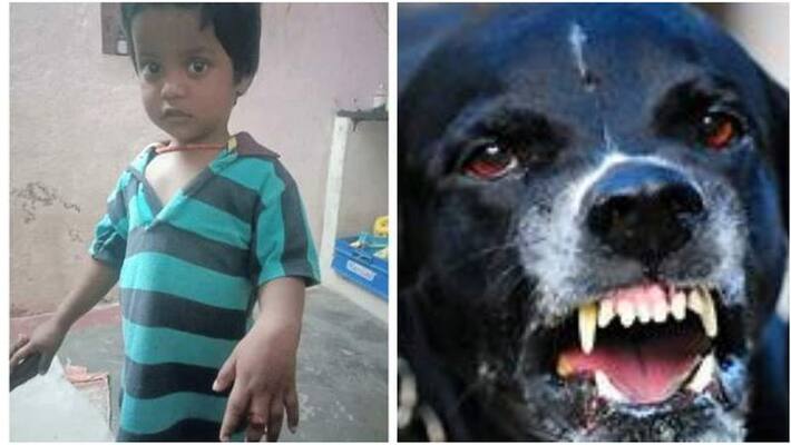 2 year old baby was bitten by a street dog 2 year old baby was bitten by a street dog