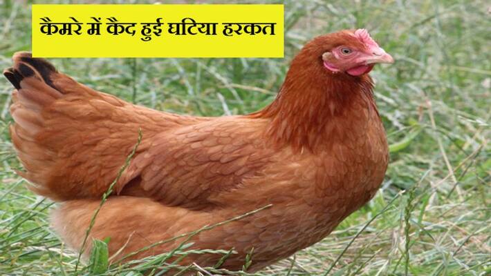 Horrible video of old man assaulting poor hen goes viral kph Horrible video of old man assaulting poor hen goes viral kph