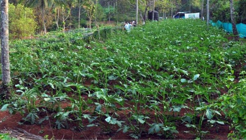 Organic Vegetable Harvesting in Balussery