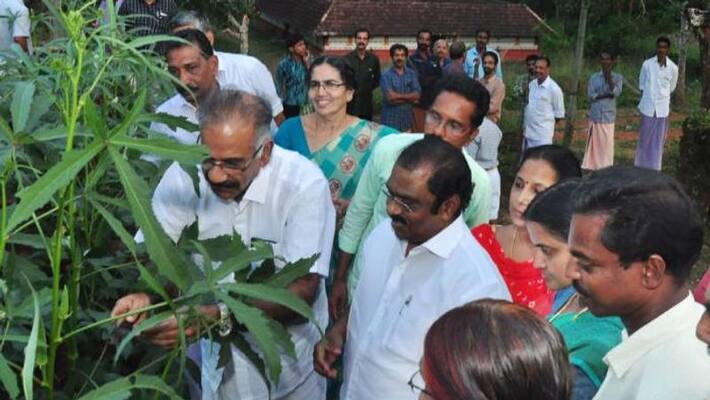 Organic Vegetable Harvesting in Balussery Organic Vegetable Harvesting in Balussery