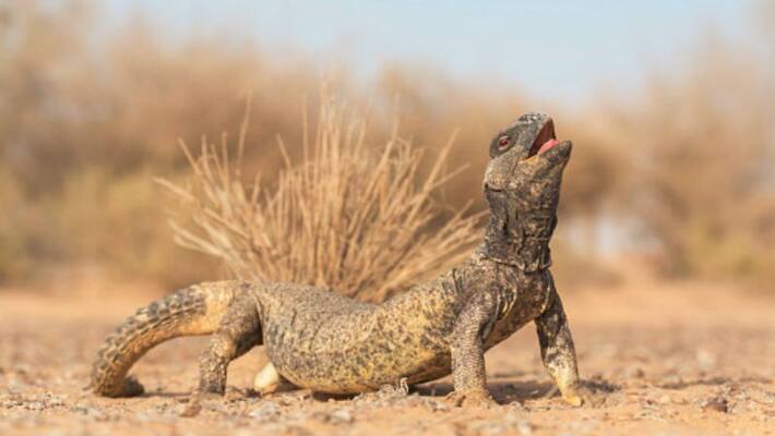 Lizards believed to improve sexual performance smuggled into Bengaluru Lizards believed to improve sexual performance smuggled into Bengaluru