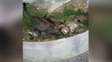 Animal lovers rescued cat from well in Suryapet AKP Animal lovers rescued cat from well in Suryapet AKP