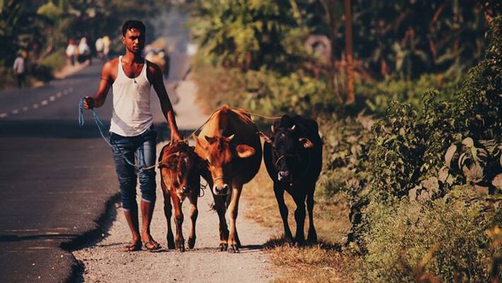 Bemul announces 2 rupees more per liter to milk producers Bemul announces 2 rupees more per liter to milk producers