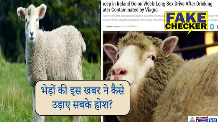 Eighty thousand Sheeps in Ireland drank Viagra water was a hoax kpt Eighty thousand Sheeps in Ireland drank Viagra water was a hoax kpt