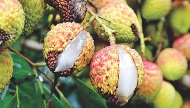 to prevent fruit cracking in Litchi
