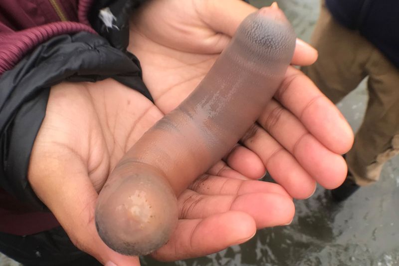 Thousands of fat inkeeper fish, also known as 'penis fish', were found washed up on the sands of California beach. These pink creatures, each 10-inch long were found covering the Drakes Bay, along the coast of northern California.