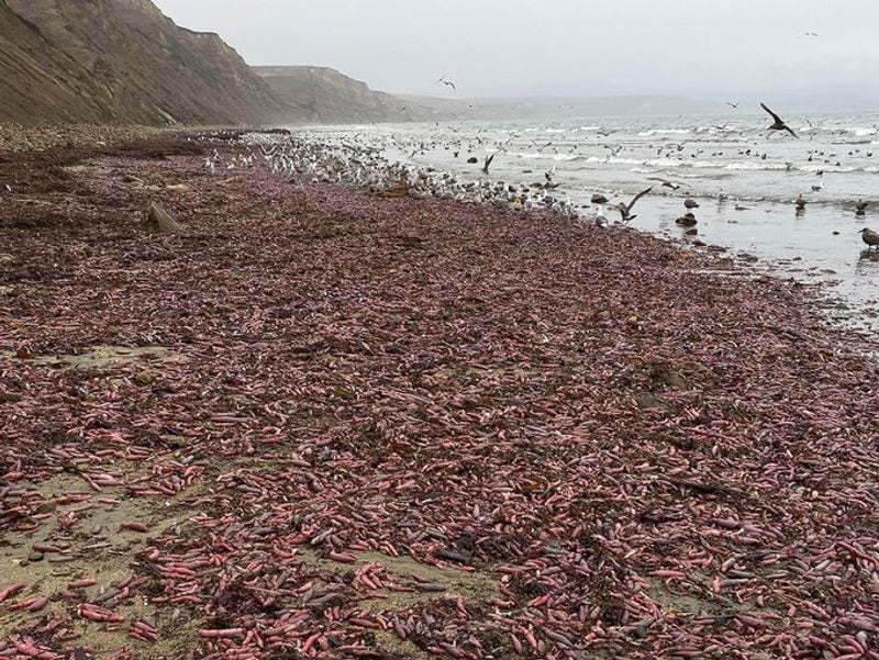On December 6, a man named David Ford captured the image and shared it with the magazine Bay Nature. These organisms are mostly found along the west coast of North America.