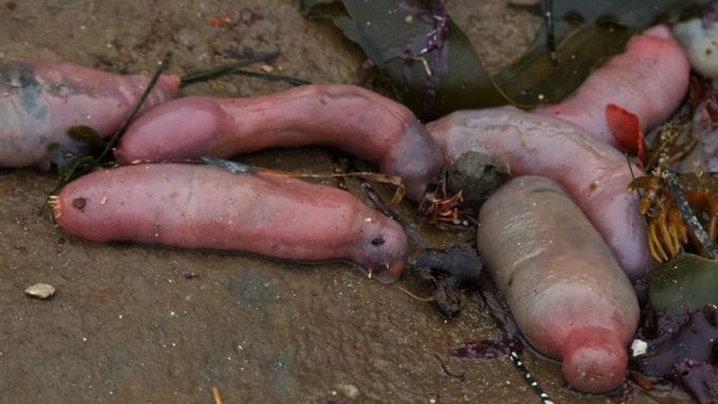 Penis fish live beneath the sands. Intense storms can break the sand and these creatures could be thrown out of their homes, according to experts. There are four species worldwide belonging to the fat innkeeper's family called Urechidae.