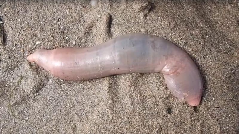 These pink creatures are around 7-inches long and they can grow up to 19. Their homes beneath the sand are 10 to 45 centimetres deep. Particulates get collected on its mucus-made net, which the fish pulsates. They eat by swallowing those.