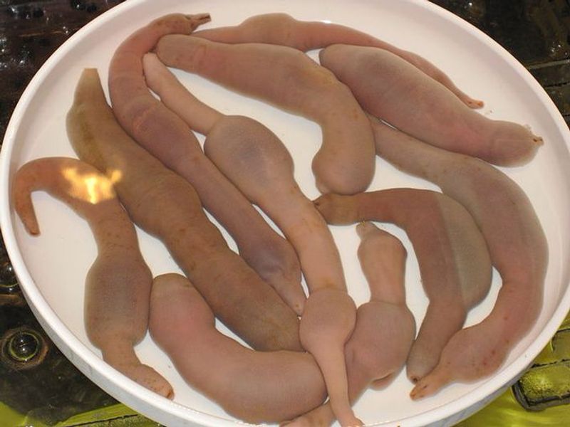 They have a sucking organ called proboscis in front of its mouth, and a ring-like structure with bristles near its anus. These 'penis fish' can live long, nearly up to 25 years.