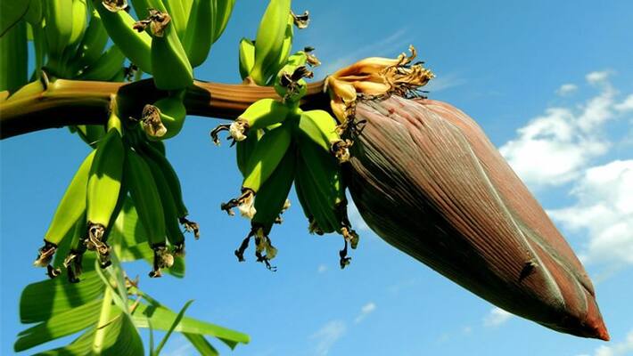 advantages of chopping off the banana flower advantages of chopping off the banana flower