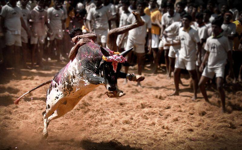 Government of Tamil Nadu allowed Jallikattu match .. Players are allowed to enter the field after testing the corona.