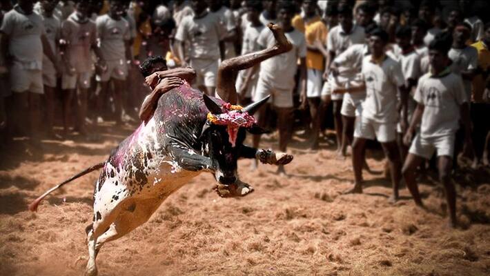 Owner of a bull died in jallikattu Owner of a bull died in jallikattu