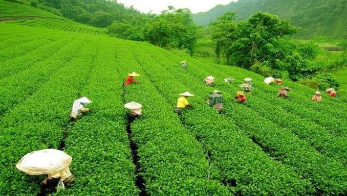 Protests at CAB may hike cost tea as tea industry is under problem kpm Protests at CAB may hike cost tea as tea industry is under problem kpm