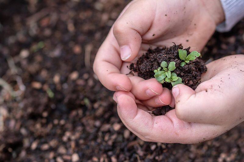 Garden fertilizer: Broken eggshells are a great fertilizer. In addition, they get rid of bugs that destroy your plants.