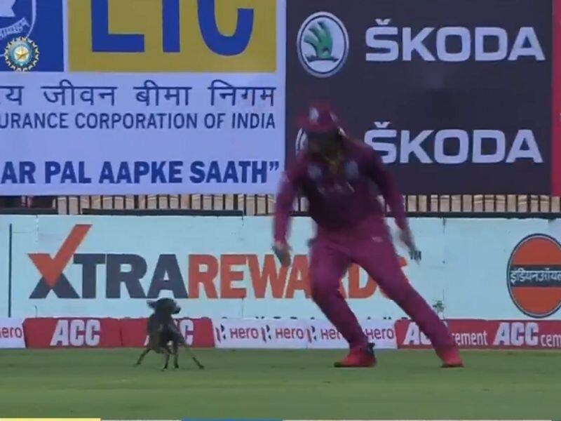 dog running around in chennai chepauk ground during india vs west indies odi match