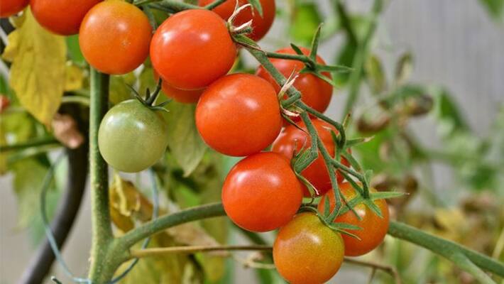Farmer sold tomato for 4 rupees per kg in Tumakuru Farmer sold tomato for 4 rupees per kg in Tumakuru