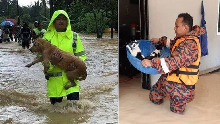 Heart touching photos of rescue team saving animals during flood in Malaysia kph Heart touching photos of rescue team saving animals during flood in Malaysia kph
