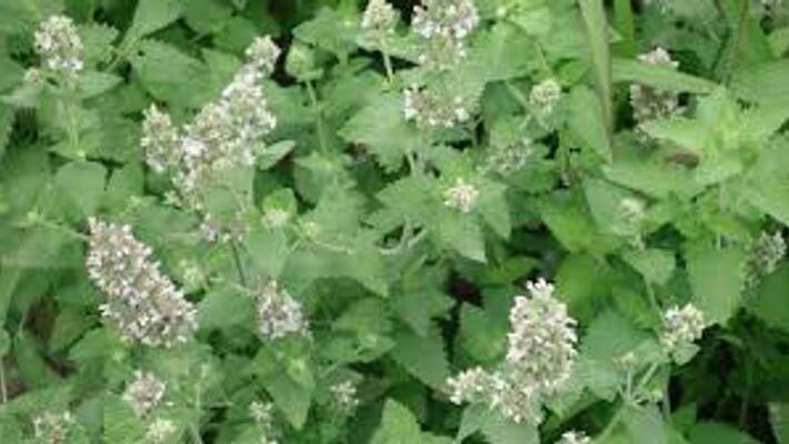 weed Plants Effected to the beauty of the city snr weed Plants Effected to the beauty of the city snr
