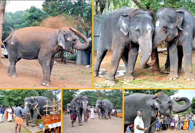 Tamilnadu Temple Elephant Camp