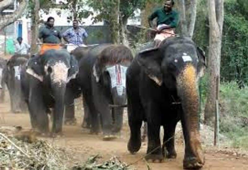 Tamilnadu Temple Elephant Camp