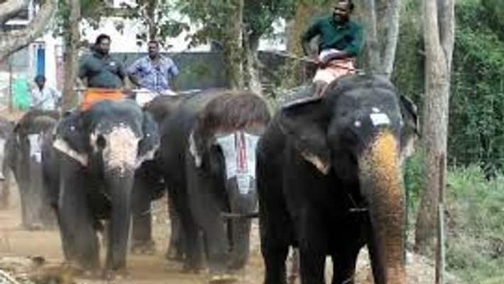 domesticated elephants across India to get Adhaar like Unique Identity Number domesticated elephants across India to get Adhaar like Unique Identity Number
