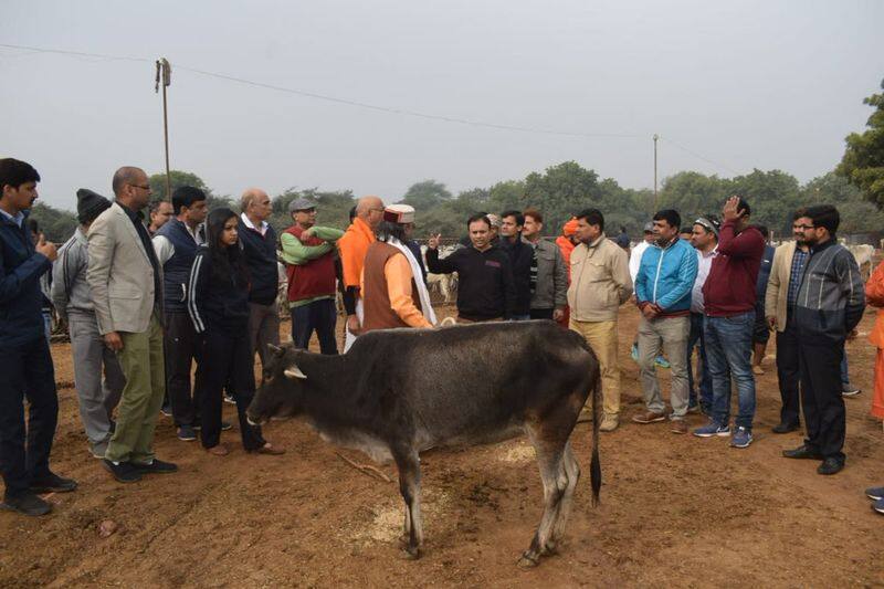 Gwalior Collector New Order For Cow