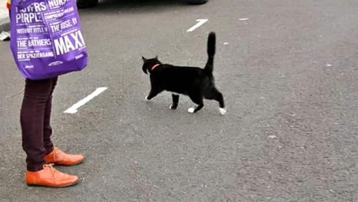 If cat crosses our way, it is considered as inauspicious,know such 8 Omen related to cats KPI If cat crosses our way, it is considered as inauspicious,know such 8 Omen related to cats KPI