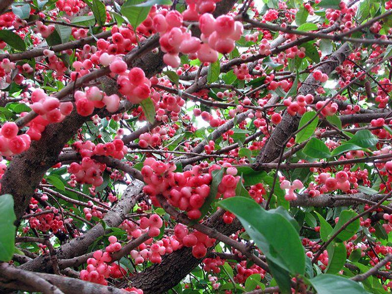 water apple or Syzygium aqueum how to grow