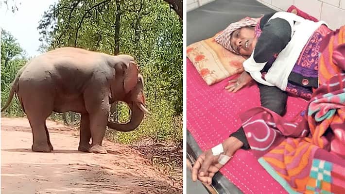 lephant crushed a woman in Bilaspur, Chhattisgarh kpa lephant crushed a woman in Bilaspur, Chhattisgarh kpa