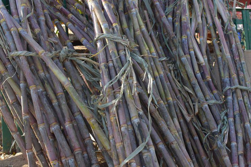EPS has alleged irregularities in procurement of sugarcane for Pongal gifts