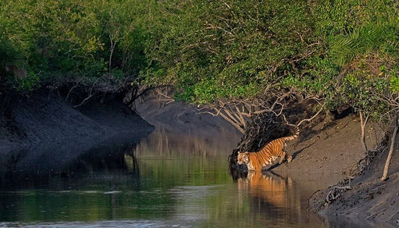 সুন্দরবনঃ দুরাত্রি-তিন দিনের ট্রিপের জন্য সেরা ঠিকানা হতে পারে সুন্দরবন। এখানেই একটি বোর্ট ভাড়া করে কাটিয়ে দিন দুটোদিন। মাথা পিছু খরচ ৩৫০০ হাজার টাকা। প্রাকৃতিক সৌন্দর্যের সঙ্গে মিলবে এক অনবদ্য সৌন্দর্য।