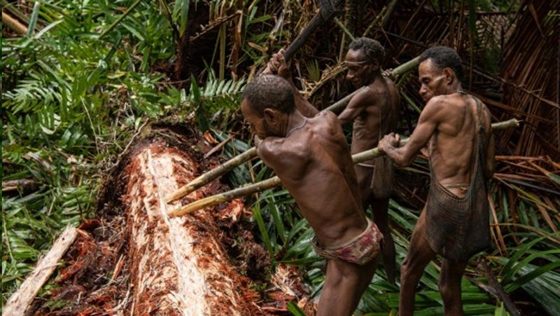 Secret cannibalism korowai tribe lives on trees kph