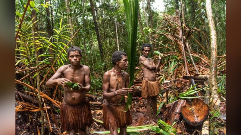 Secret cannibalism korowai tribe lives on trees kph