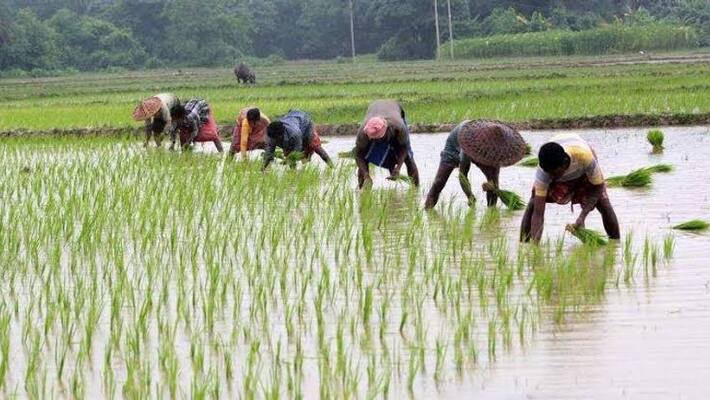 agricuture loan weive in Maha agricuture loan weive in Maha