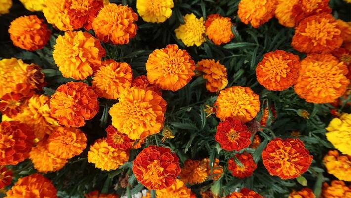 success story of farmers who cultivate rose and marigolds success story of farmers who cultivate rose and marigolds