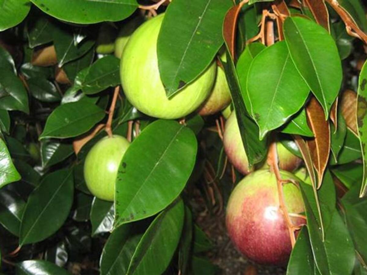Milk Fruit Tree In Kerala atelieryuwa.ciao.jp