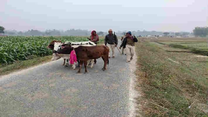 cattle smugglers shot to father and son after skirmish in supaul cattle smugglers shot to father and son after skirmish in supaul