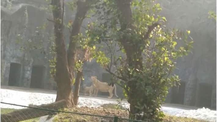 Wild dogs are the new attraction at Alipore zoo Wild dogs are the new attraction at Alipore zoo