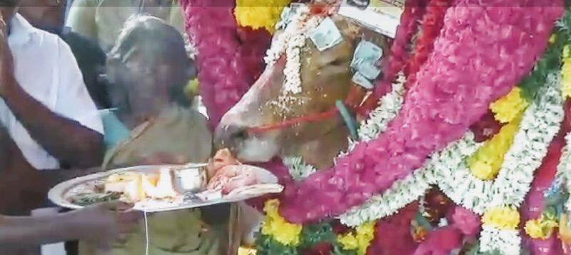 jallikattu bull died - village people's final respect that bull at Madurai