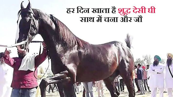 Shaan the fastest horse cost 10 crore rupees runs faster than express train kph Shaan the fastest horse cost 10 crore rupees runs faster than express train kph
