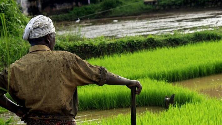 Farmers Get Support Price For Paddy in Shivamogga Farmers Get Support Price For Paddy in Shivamogga