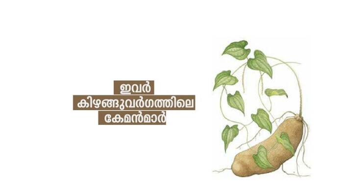 agriculture Dioscorea alata purple yam ube greater yam agriculture Dioscorea alata purple yam ube greater yam