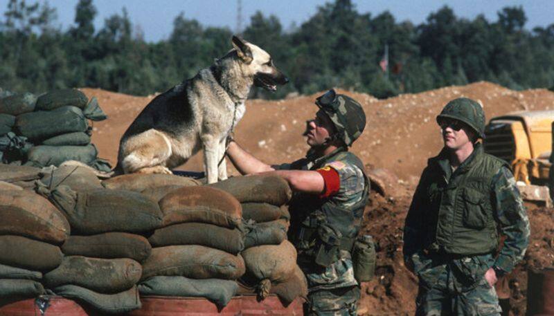 US stopped sending explosive-detecting dogs to Jordan and Egypt